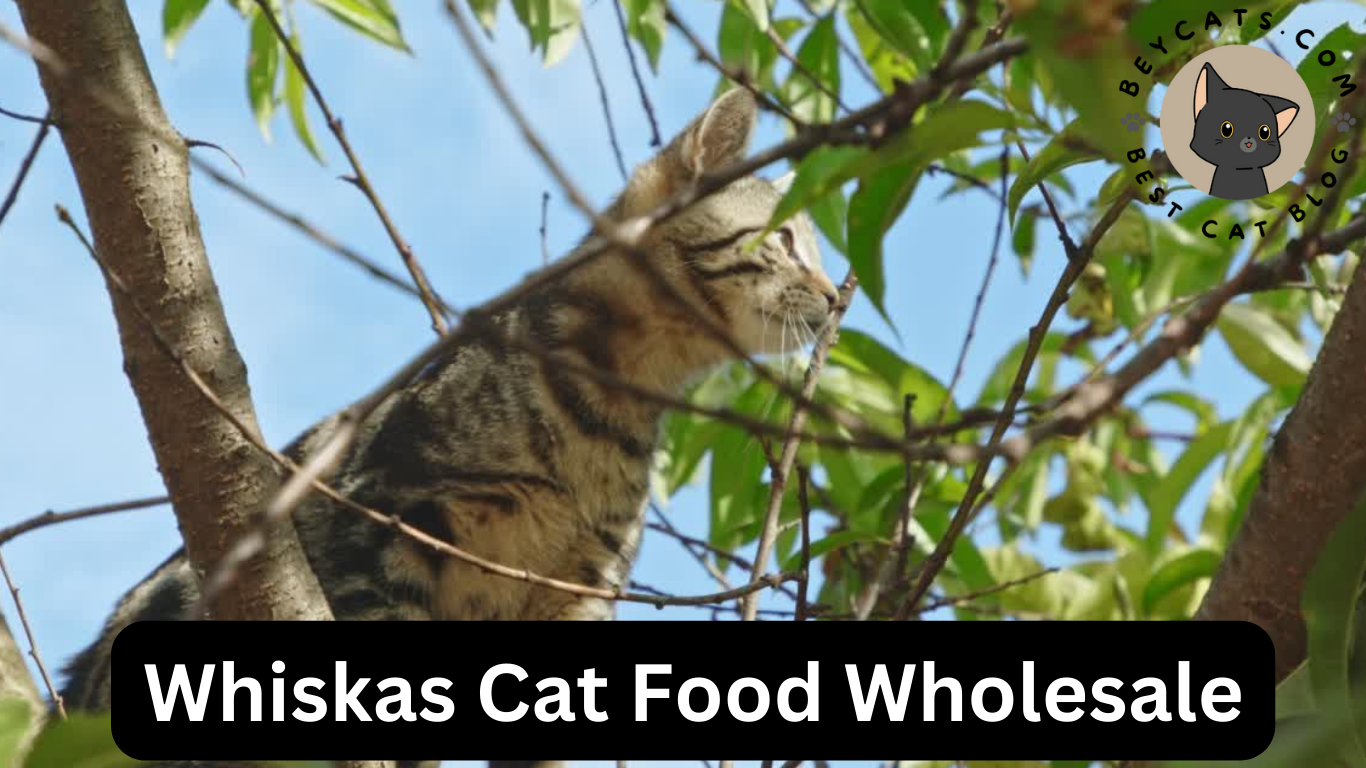 Whiskas Cat Food Wholesale