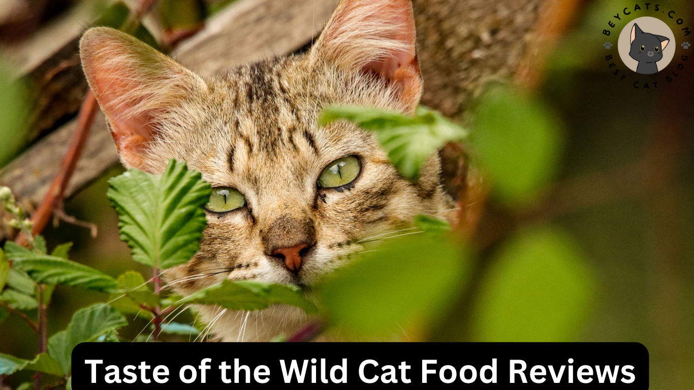 Taste of the Wild Cat Food Reviews