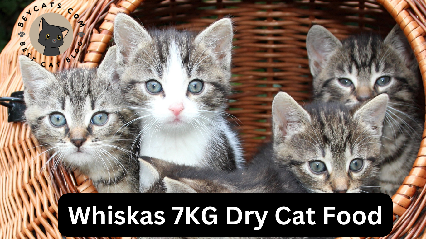 Whiskas 7KG Dry Cat Food