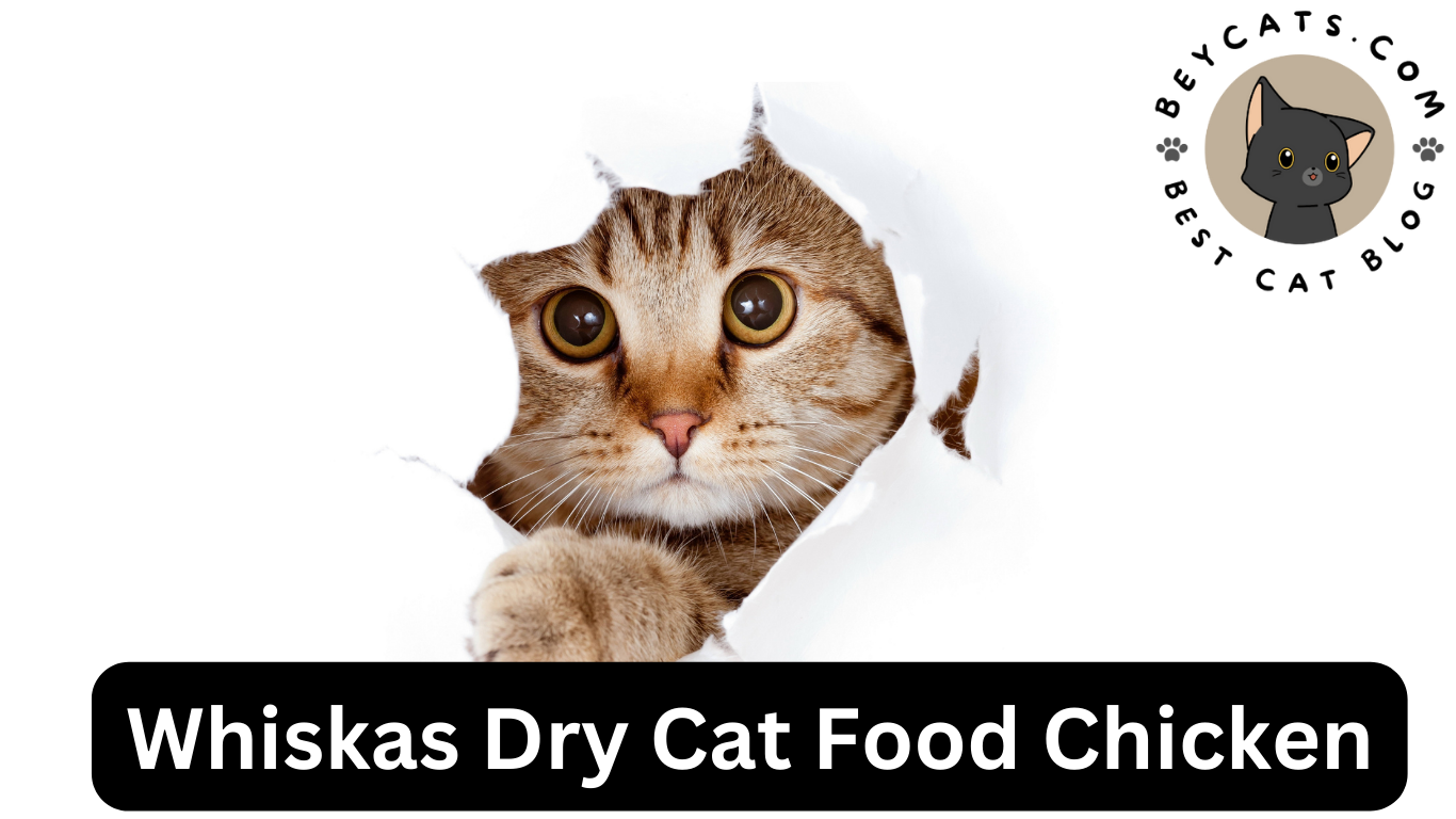Whiskas Dry Cat Food Chicken