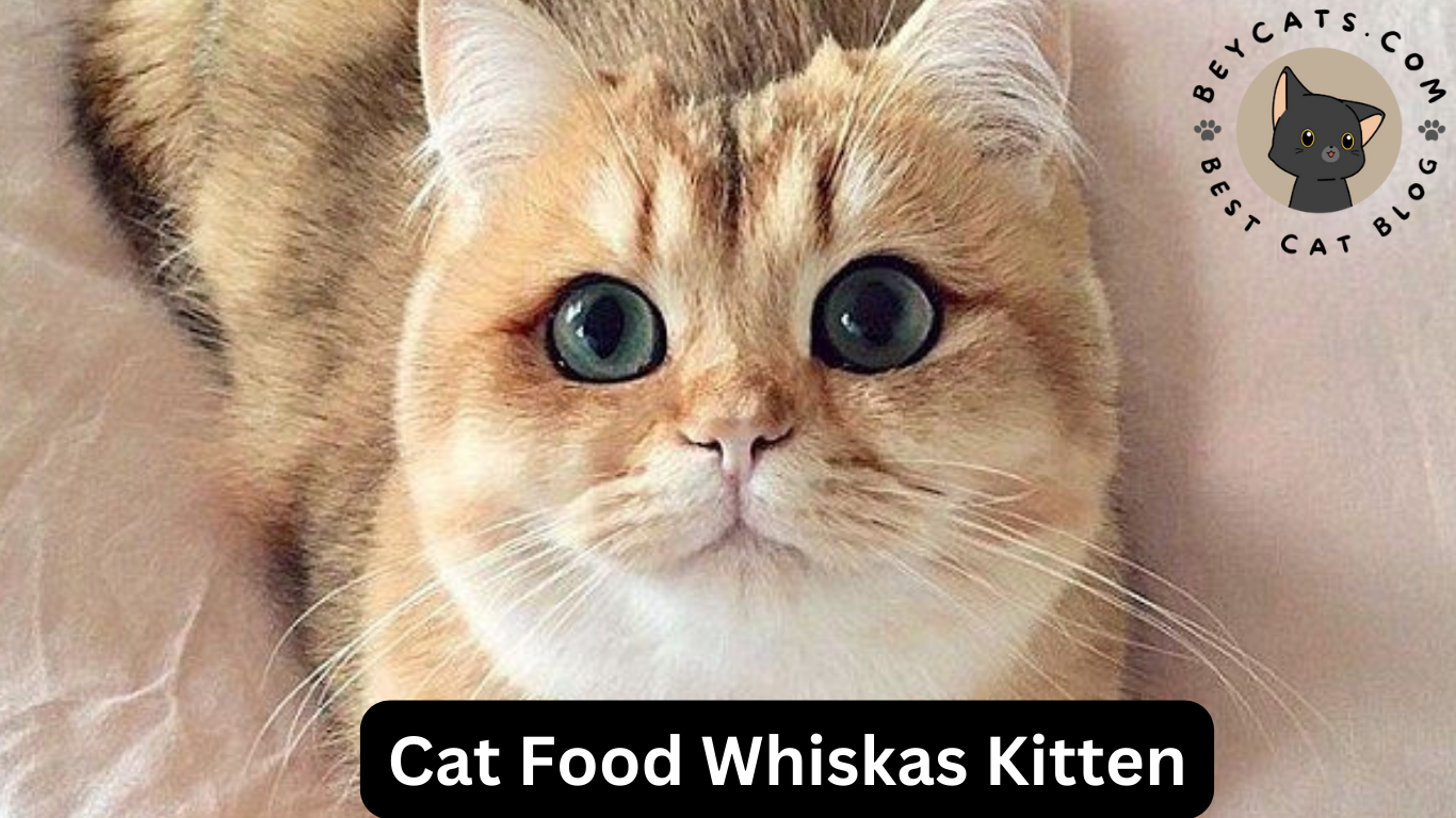 Cat Food Whiskas Kitten